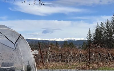 What’s new around the Vineyard