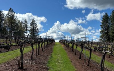 Pruning, Mowing, Cover Crops, and Bud Break