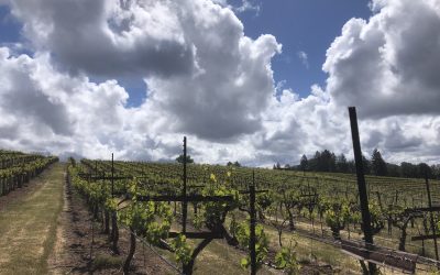 What’s new around the Vineyard this Spring