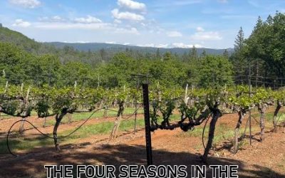 The Four Seasons in the Vineyard at Sierra Vista Winery