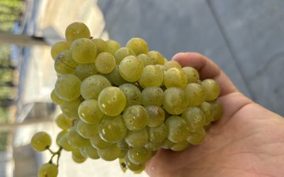 First Ever Estate Sauvignon Blanc