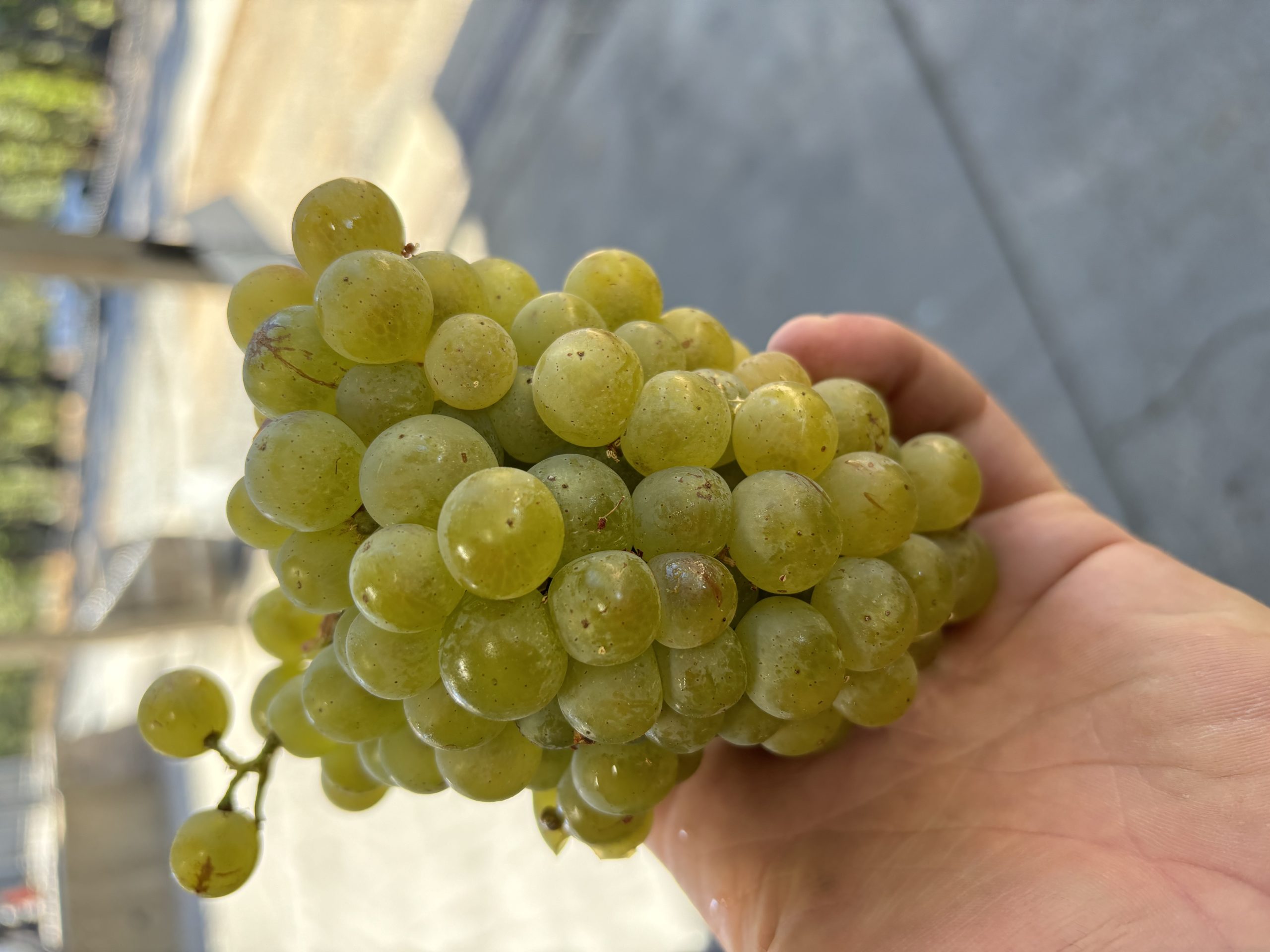 sauv blanc grapes
