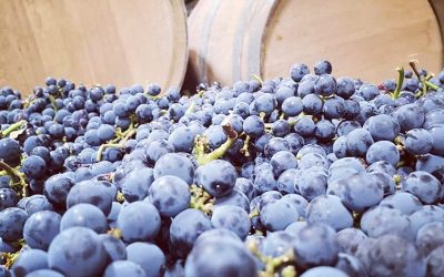 Bottling, Harvest, and Barrels