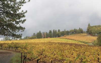 Winter Vineyard Update