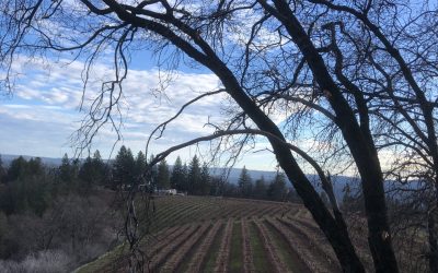 A Syrah and Roussanne Co-Fermentation