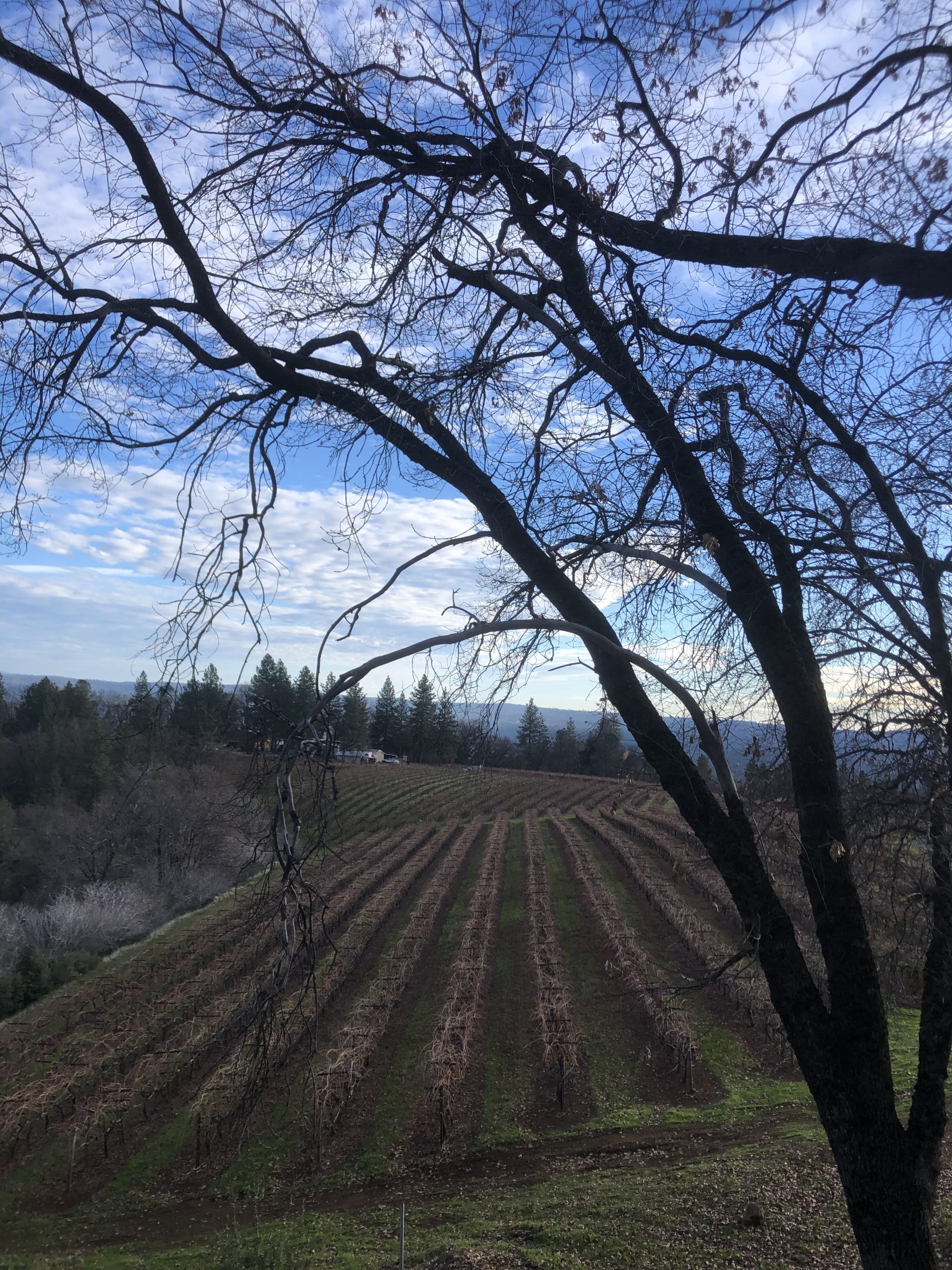 Dec Blog Vineyard