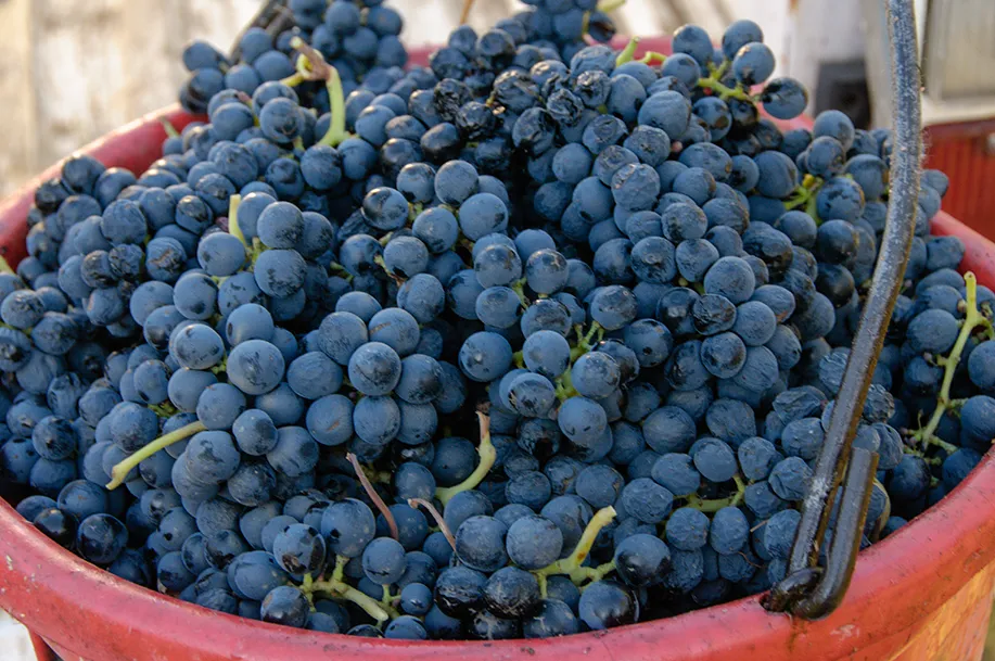 PETITE SIRAH