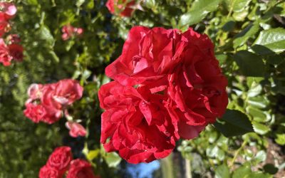 Grape Vines and Roses