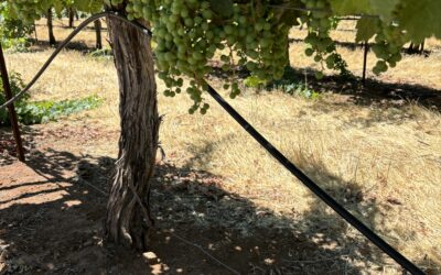 Deficit Irrigation
