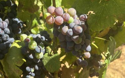 Anticipating Harvest