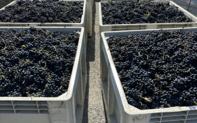 The Balance of Ripeness