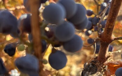 Sierra Vista Winery’s 2026 Harvest: An Early Start in El Dorado County