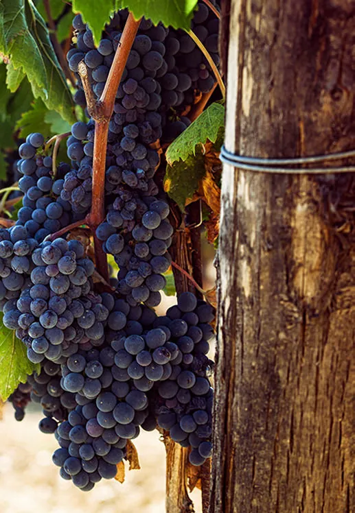 ttps://sierravistawinery.com/wp-content/uploads/2019/10/sierra-vista-vinyards-grape-vines.jpg